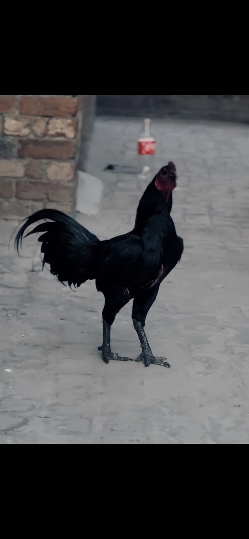 Aseel dragon 1 chick 40 days old pure black dragon.