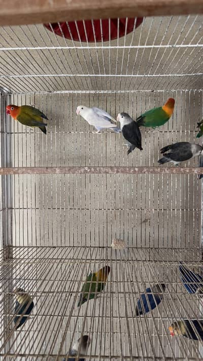 Lovebirds and cages Fisher Albino parblue pale fellow