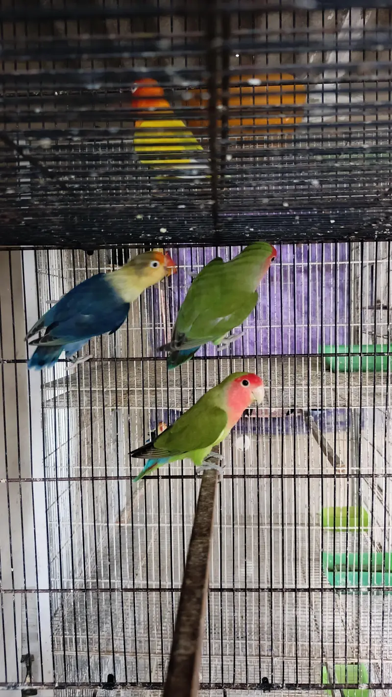 Lovebirds and cages Fisher Albino parblue pale fellow — photo 2