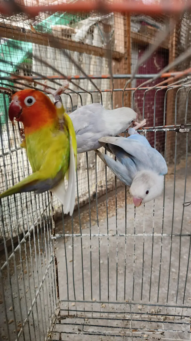 Lovebirds and cages Fisher Albino parblue pale fellow — photo 4