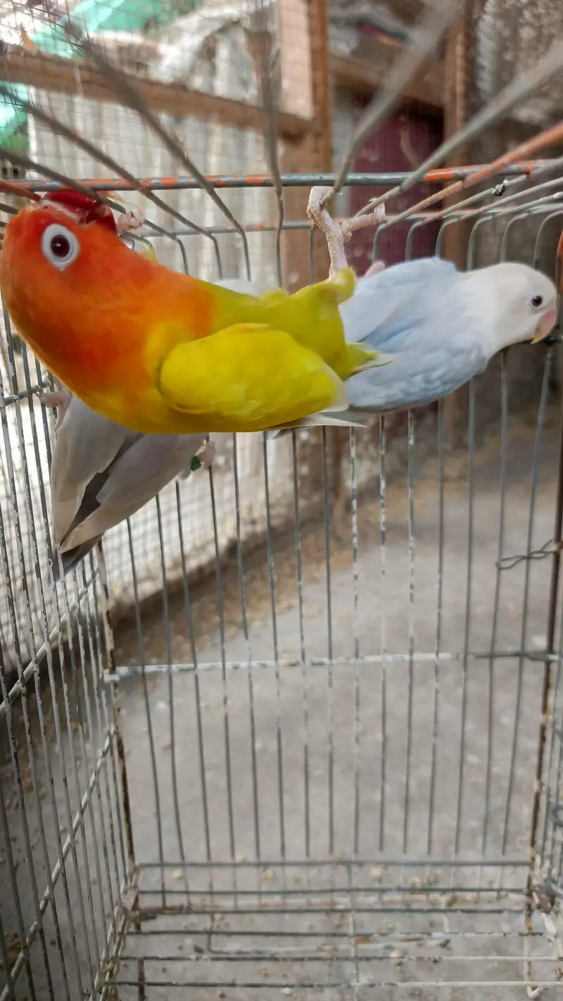 Lovebirds and cages Fisher Albino parblue pale fellow — photo 5