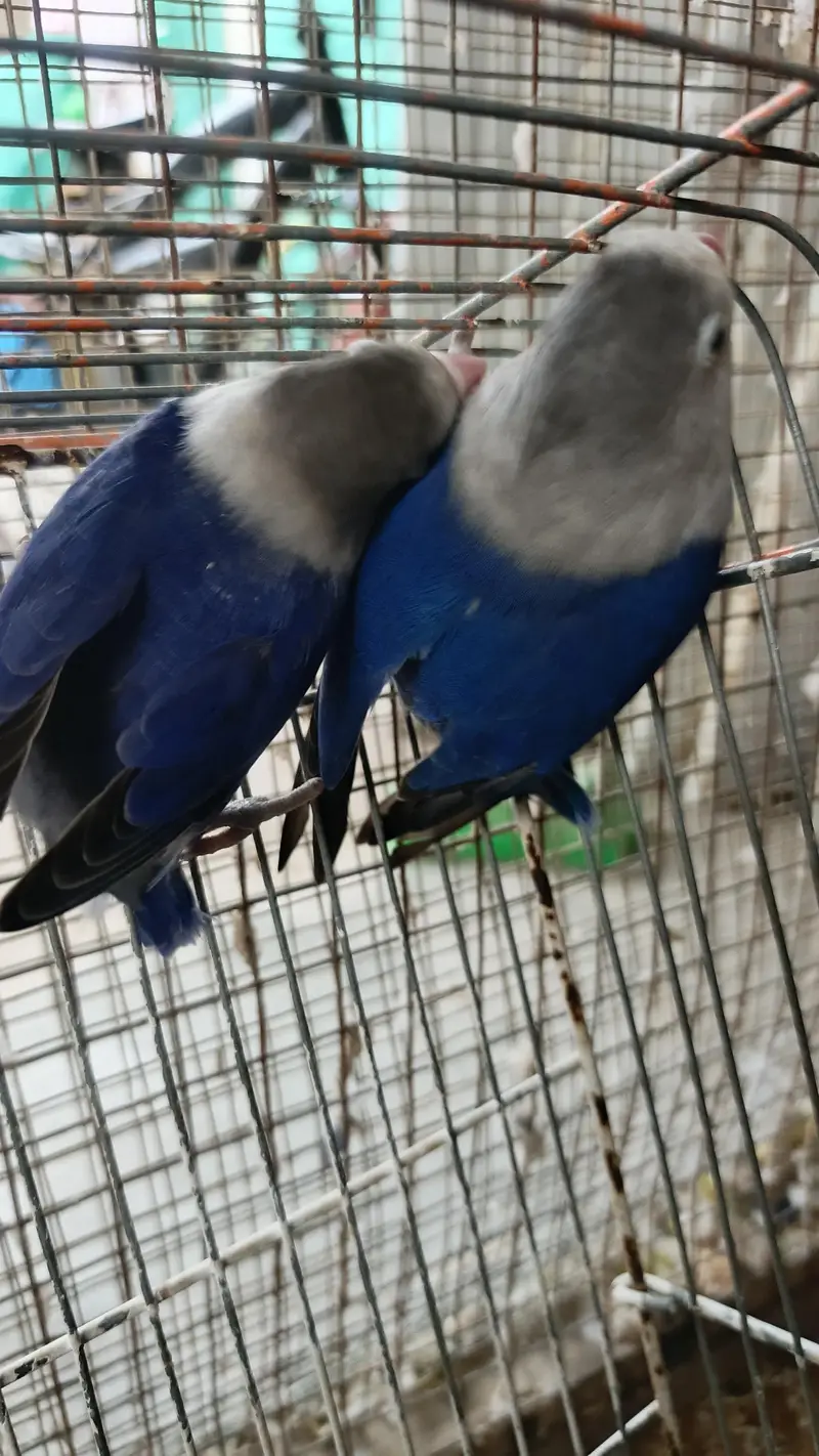 Lovebirds and cages Fisher Albino parblue pale fellow — photo 6