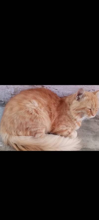 cats sell