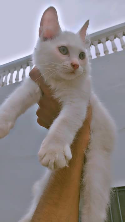 Beautiful Persian Cat 2 male pair