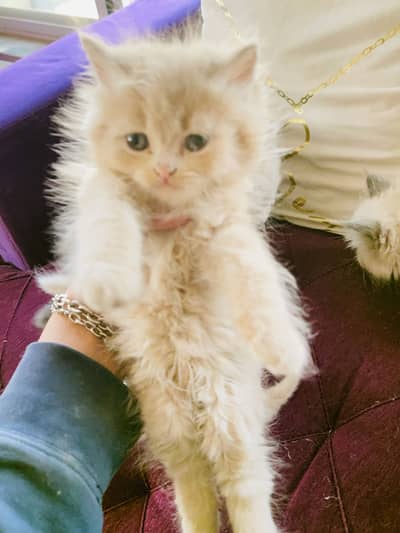 Kittens