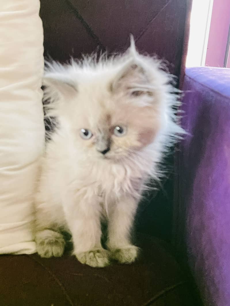 Kittens 1