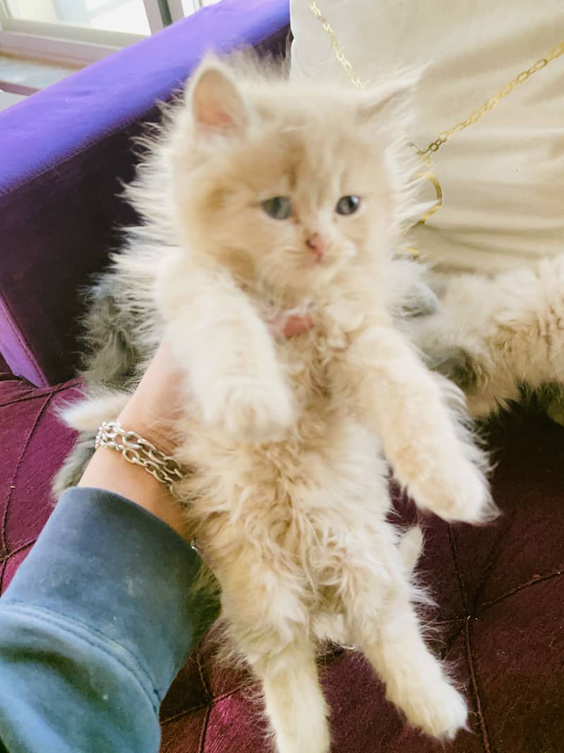Kittens 2