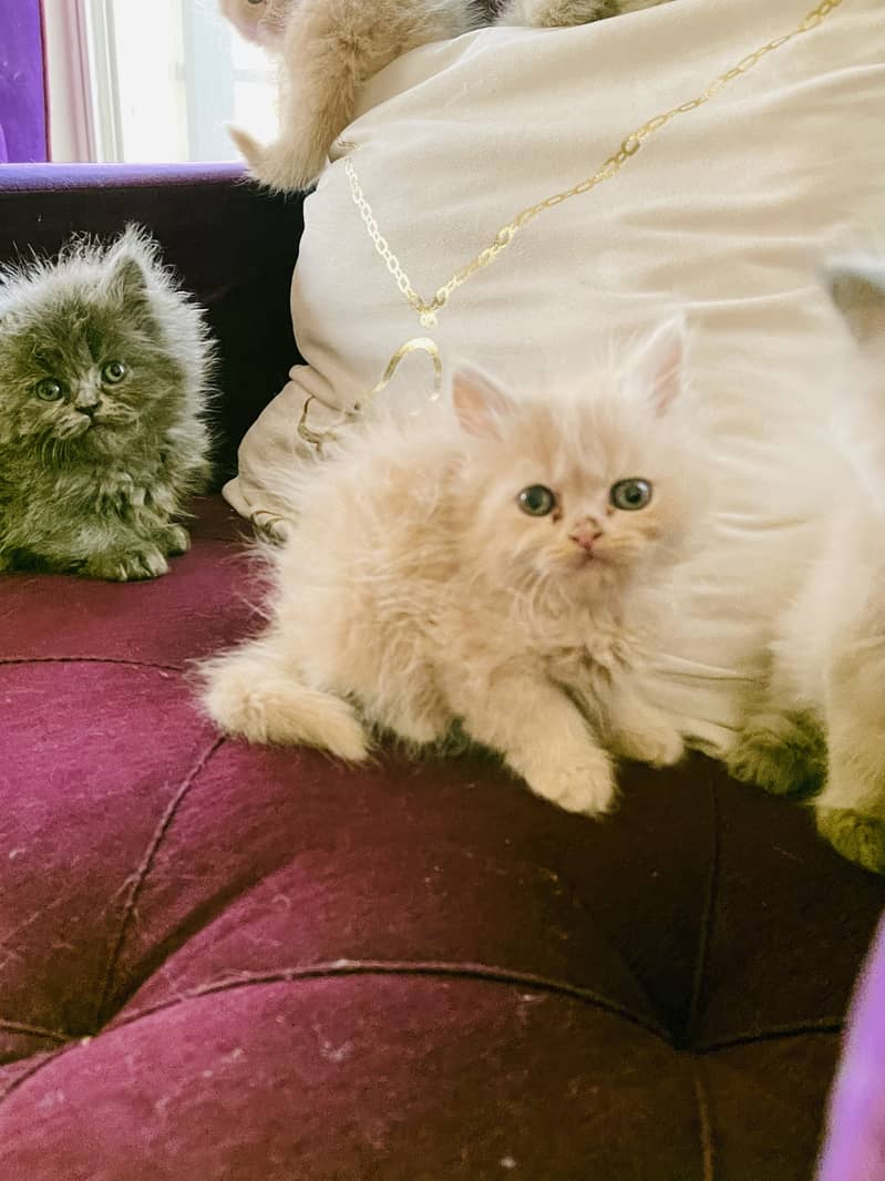 Kittens 3