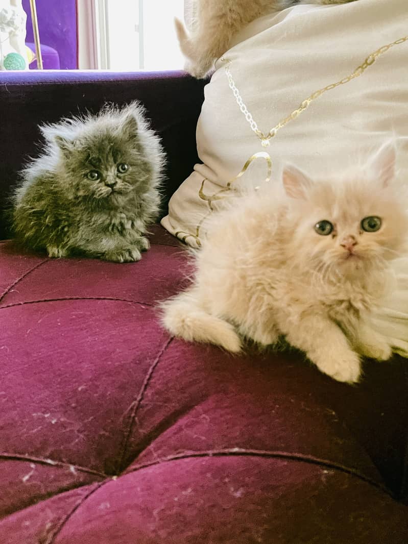 Kittens 4