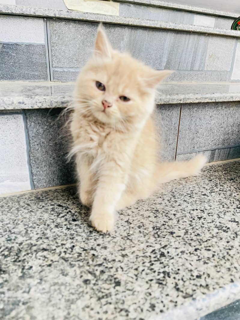 Kittens 5
