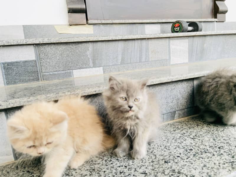 Kittens 6
