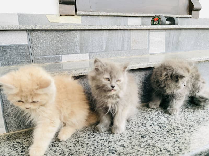 Kittens 7