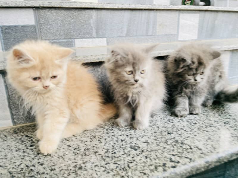 Kittens 8