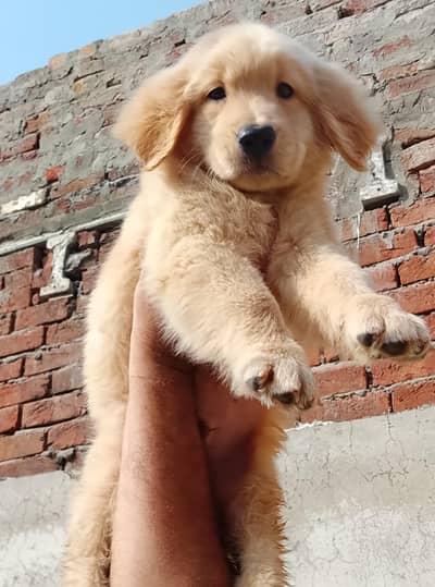 Golden retriever male puppies
