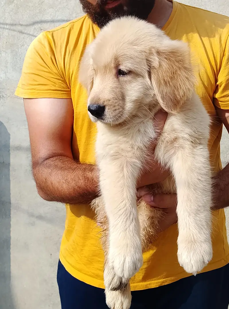Golden retriever male puppies — photo 2