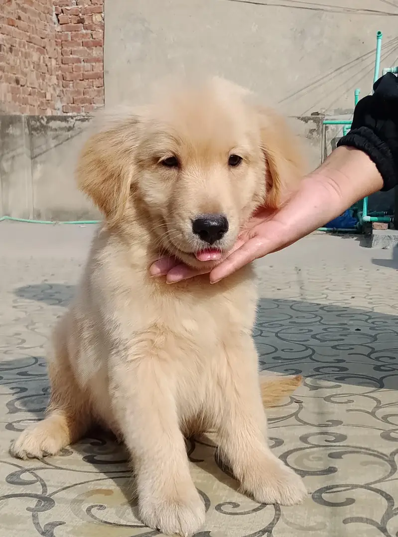Golden retriever male puppies — photo 3