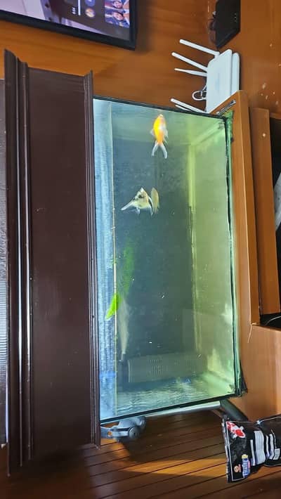 fish equilibrium