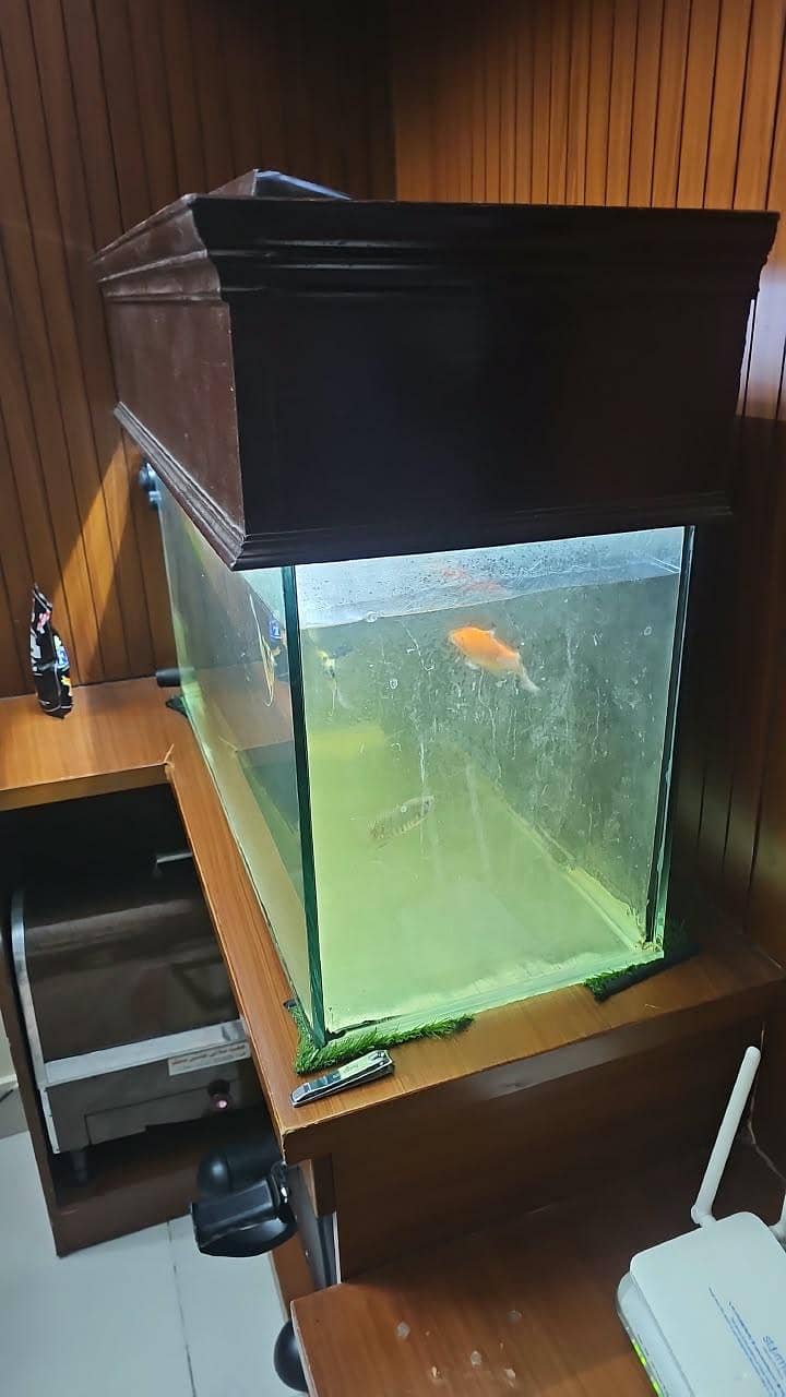 fish equilibrium 2