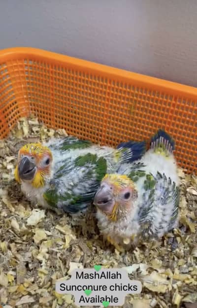 Sunconure chicks