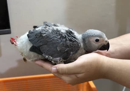 African grey Congo chick
