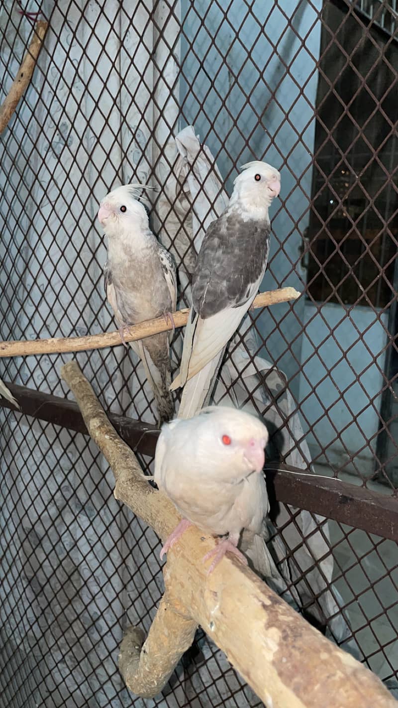 Cocktails handtame - Parrots - 1120827155