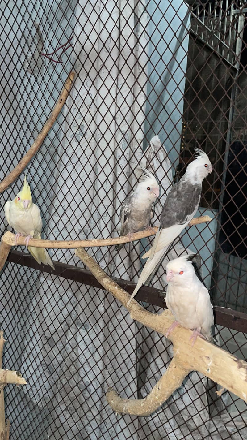 Cocktails handtame - Parrots - 1120827155