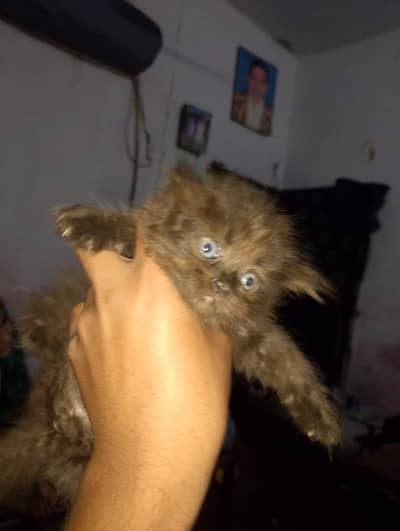 cat kitten
