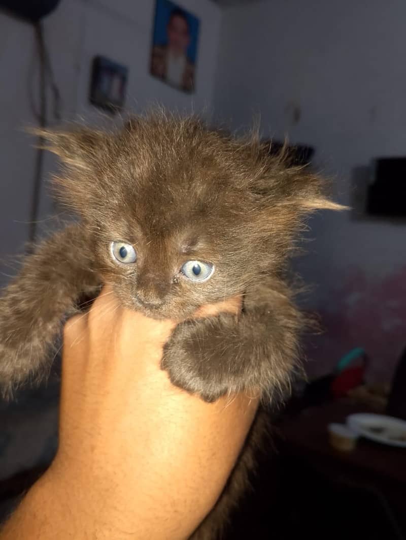 cat kitten 1