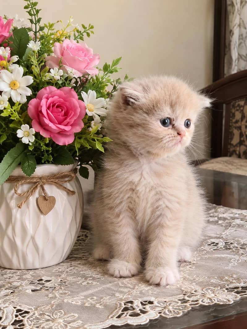 kittens 0