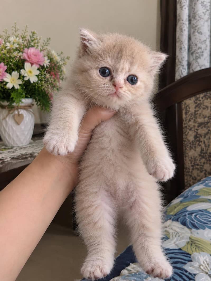 kittens 1