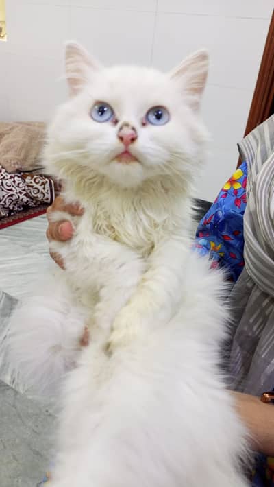Persian Cats for sale
