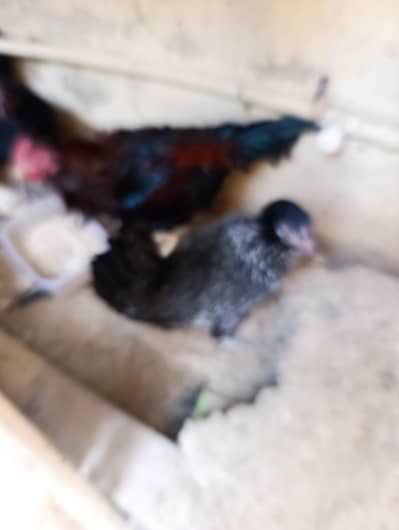 urgent sale, pinjray chotay walay and hens murghi and murgha
