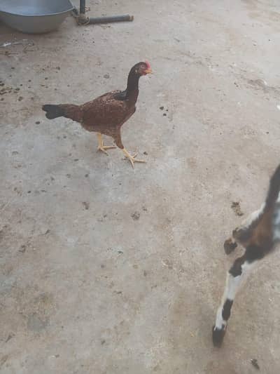 Pure aseel amroha hen