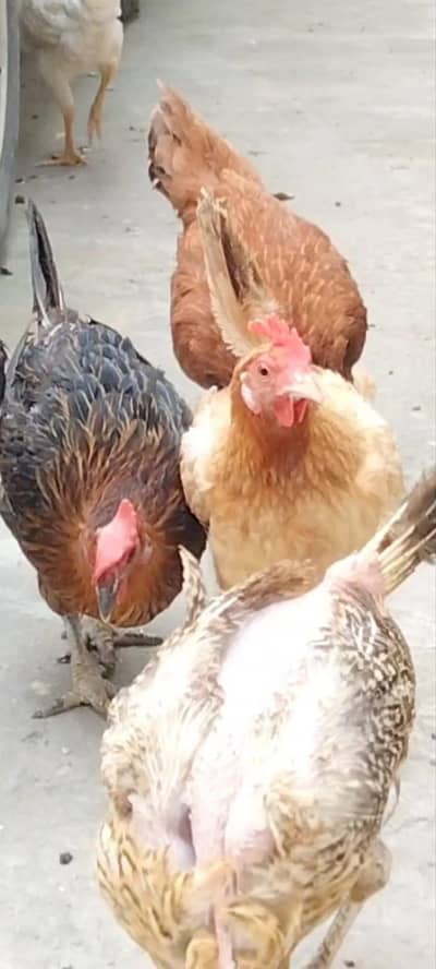 Desi Murgha & Murghiyan for sale