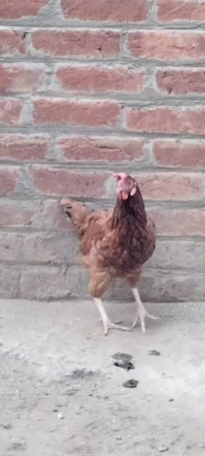 Desi Murgha & Murghiyan for sale