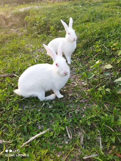 red eyes breeder pair