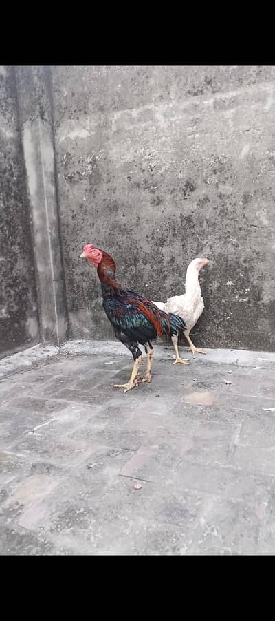 HEERA ASEEL MURGIA