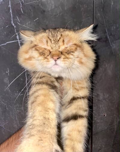 Brown persian male cat double coated