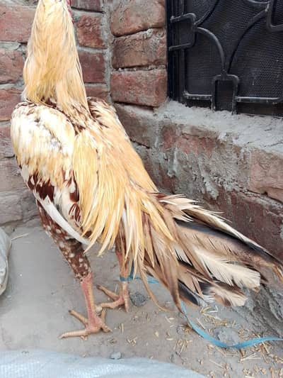 aseel for sell