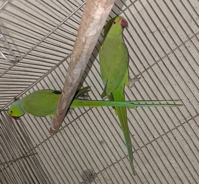 Ringneck breeder pair