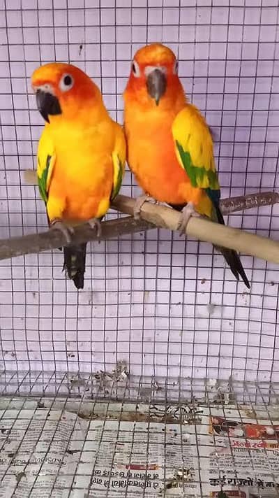 Sun Counre Breeder Pair Available