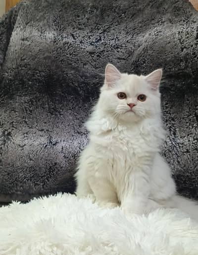 persian kitten/cat triple coat/semi punch/punch male/female kitten/cat