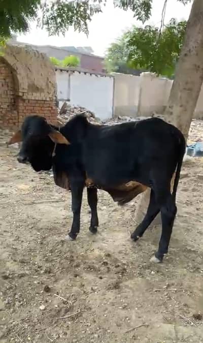 do bachry for sale hy