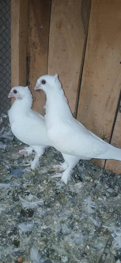 sentinent 5 chicks 2 white senti 2 red cherry and 1 common cherry