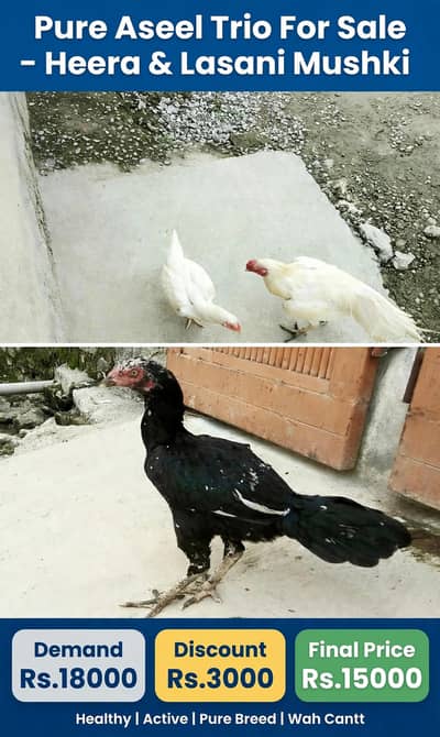 Lasani mushki hera Pair trio for sale