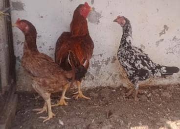 Aseel Egg Laying Hens