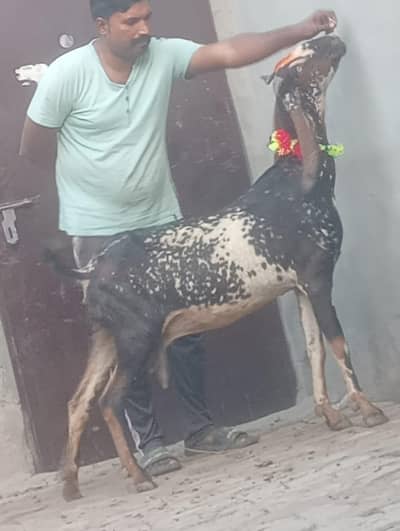 Makhi cheeni Gabn path sale