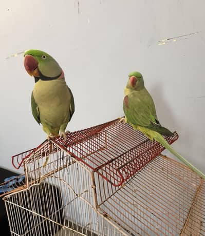 raw parrot pair male female