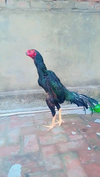 pure jermun shamo patha imported blod line owsom quality