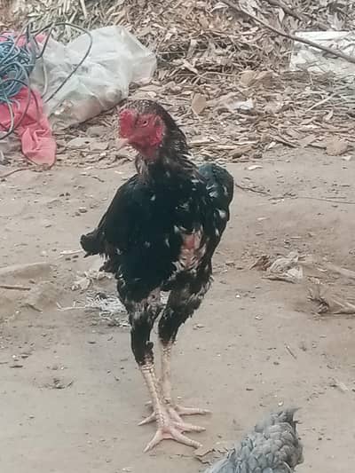 ek murga aur ek cage price rahat hai